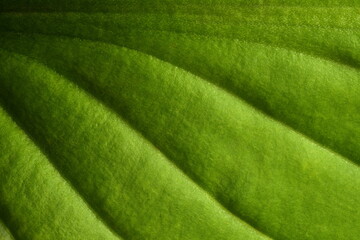Surface of Hosta Leaf