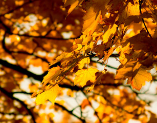 1004 - Autumn Leaves Fall Maple Tree Bright Golden Yellow  Foliage