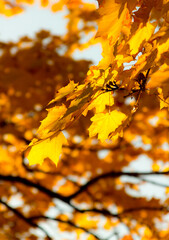 1005 - Autumn Leaves Fall Maple Tree Bright Golden Yellow  Foliage