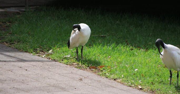 Australian White Ibis at Taronga zoo island in Sydney daytime handheld