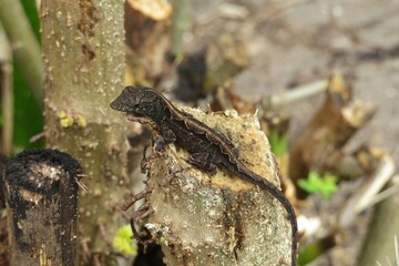 Dark brown tropical lizard on stump in Florida nature, closeup