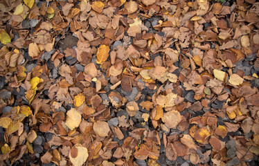 background: fallen autumn leaves on the ground