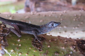 Tropical anole lizard in Florida wild, closeup