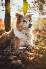 Brown border Collie dog breed in the park in autumn in fallen leaves, autumn concept
