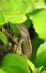 Obraz premium Tropical anole lizard on plant branch in Florida wild, closeup