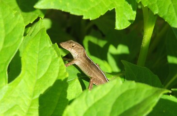 Brown tropical anole lizard on plant in Florida nature
