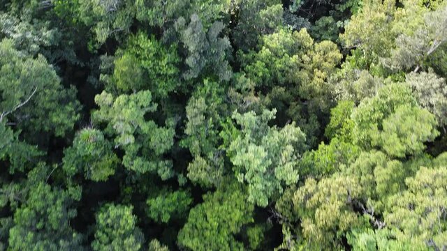 Aerial Birds Eye View | Caribbean National Park, Parc national de la Guadeloupe