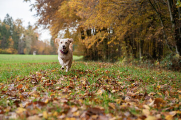 Cute small dog running towards the camera on a meadow