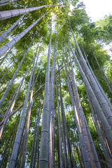 Obraz na płótnie Canvas Looking up a Bamboo shoot, in Arashiyama Bamboo Forest