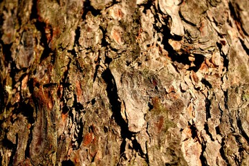 bark of a tree