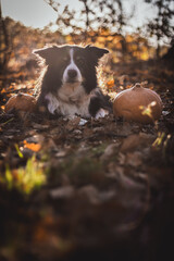 black and white border collie laying next to pumpkin in fallen leaves. halloween orange concept