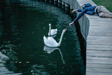 Boy feeds with grass white swan on a pond. Care and safety of animals concept
