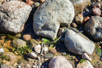 Common Grass-snake (Natrix natrix) from the East Baltic sea coast, where the main biotope is...