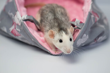 A cute little rat sits in a beautiful soft fabric bed. Pink background.