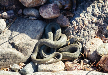 Common Grass-snake (Natrix natrix) from the East Baltic sea coast, where the main biotope is...