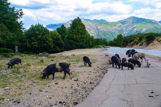 sur la route de Liamone, cochons