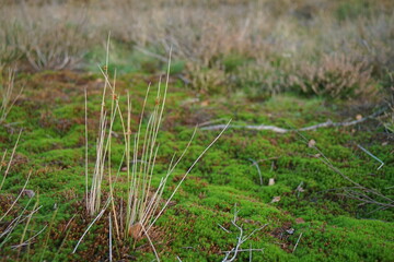 Moor im Winter mit trockenem beige farbigem Gras und grünem Moos