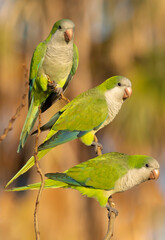 Monk Parakeet Myiopsitta monachus Costa Ballena Cadiz