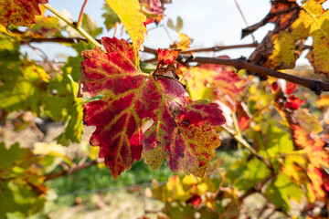 grape leaf in autumn