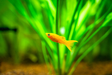 yellow molly fish (Poecilia sphenops) isolated swimming on a fish tank