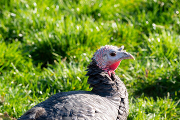 Black turkey on a green grass