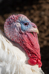 Truthuhn / Truthahn - Meleagris gallopavo