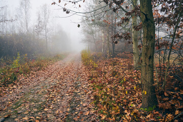 jesienna leśna ścieżka,ścieżka,droga,mgła