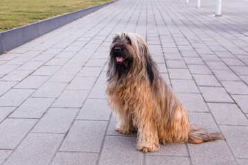 Three-quarter profile of large handsome adult tawny Briard dog looking up with mouth open while standing unleashed on Old Port wharf, Quebec City, Quebec, Canada