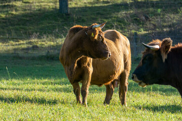 Kuh am Kalvarienberg