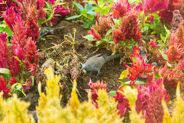 Barred ground dove (zebra-dove, Geopelia striata) flock feeds on seeds among the thickets of...