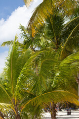 Fototapeta na wymiar Palm Tree On Beach Sunny Day