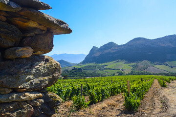 Paysage de vignoble, Patrimonio