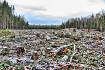 clear-cut unit in the Eastern European boreal forest it is covered with snow powder in late autumn,...