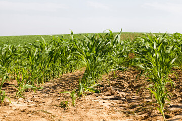corn on an agricultural field