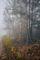 jesienna leśna ścieżka,ścieżka,droga,mgła