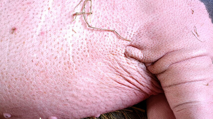 Obraz na płótnie Canvas Close up body and leg of drawf pig.