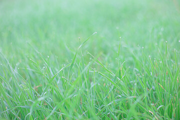 green grass with dewdrops at sunrise in foggy haze, selective focus.