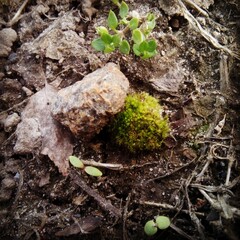 sprout in the ground
