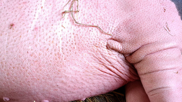 Close up body and leg of drawf pig.