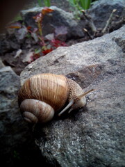 snail