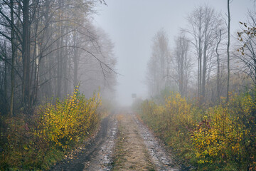wiejska ścieżka,ścieżka,droga,mgła