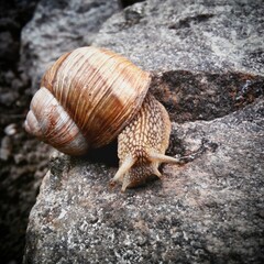 snail on stone