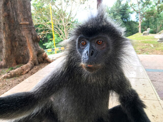 Cute wild monkey taking selfie. Trying to steal a smartphone. Silvery langur at Kuala Selangor, Malaysia