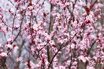 beautiful illuminated by sunlight fresh cherry blossoms