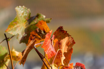 Herbstfarben im Ahrtal