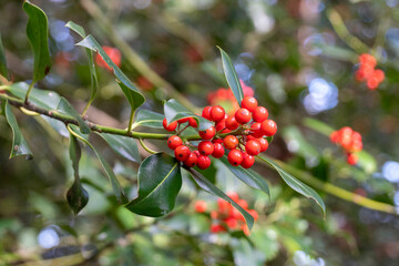 Stechpalme - Ilex, mit roten Früchten