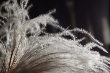 Image feather fluffy plant.Feather grass