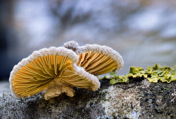 Gemeiner Spaltblättling (Schizophyllum commune) auf einem morschen Ast.