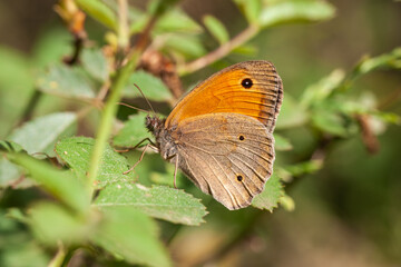 Butterfly Satyridae Maniola jurtina perched on a flower branch.
