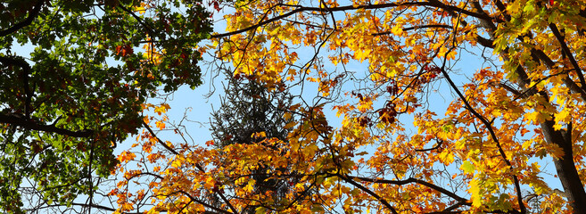 image of autumn park close-up